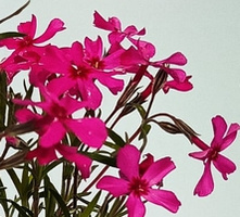 Floks szydlasty Atropurpurea Phlox subulata 9