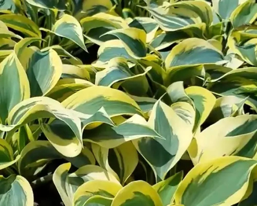 Funkia Autumn Frost Hosta