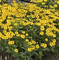 Dzielżan jesienny Sombrero Helenium Autumnale 1l