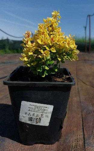 Berberys Thunberga Goldalita Berberis Thunbergii 1l