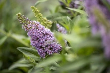 Budleja Butterfly Candy Little Lila Buddleja davidii 1l