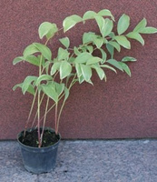 Kokoryczka Sierpowata Variegata Polygonatum falcatum 2-3l