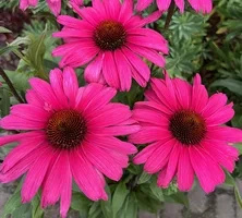 Jeżówka Sensation Wild Romance Echinacea 