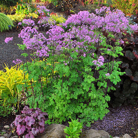 Rutewka Orlikolostna Black Stockings Thalictrum Aqulegiifolium 9-1L
