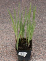 Irys Syberyjski Iris Sibirica 1l