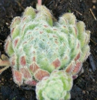 Rojnik wełnisty Sempervivum ciliosum  9