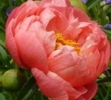 Piwonia Chińska Pink Hawaiian Peonia (Paeonia) Lactifolia 2-3l