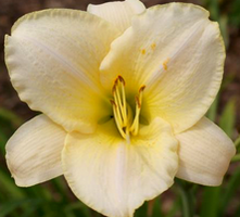 Liliowiec Snowy Apparition Hemerocallis 11