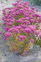 Rozchodnik okazały Mr. Goodbud Sedum spectabile 0,5 - 1l