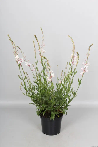 Gaura Flamingo White Gaura lindheimeri 1l