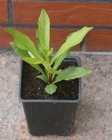 Dzielżan jesienny Mariachi Fuego Helenium autumnale 1l