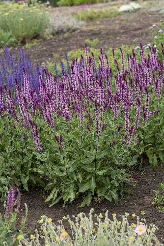 Szałwia omszona Caradonna Pink Salvia nemorosa 9