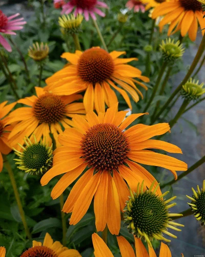 Jeżówka Honey Skipper Echinacea 9