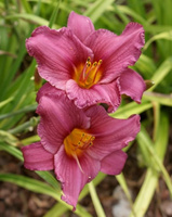 Liliowiec Summer Wine Hemerocallis 1l