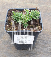 Lawenda Wąskolistna Thumbelina Leigh Lavandula Angustifolia 9
