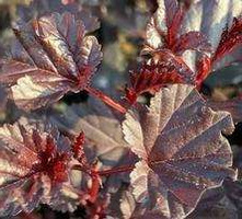 Pęcherznica kalinolistna Black Magic Physocarpus opulifolius