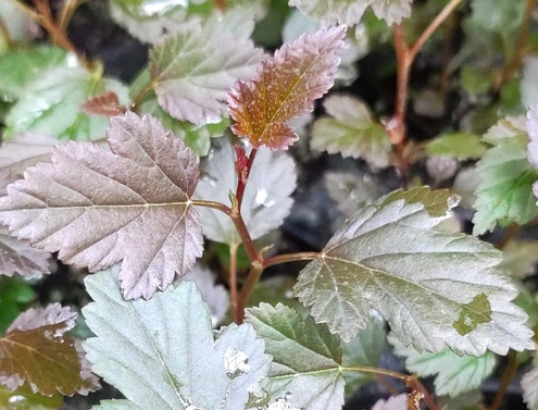 Pęcherznica kalinolistna Red Compact Physocarpus opulifolius