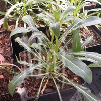 Gaura Gaura lindheimeri