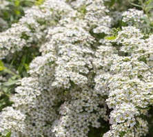 Tawuła szara Grefsheim Spiraea x cinerea 9-1l