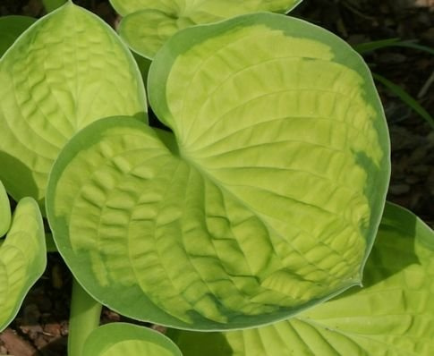 Funkia Rainforest Sunrise Hosta  2l