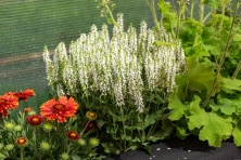 Szałwia omszona Alba (Adrian) Salvia nemorosa