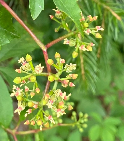 Winobluszcz pięciolistkowy Parthenocissus quinquefolia 9