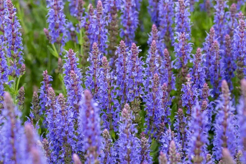 Szałwia omszona Blauhügel Salvia nemorosa