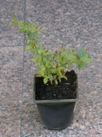 Tawuła japońska Country Red Spiraea japonica 1l