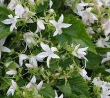 Dzwonek poszarskiego Silberregen Campanula  Poscharskyana 9