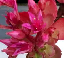 Rozchodnik kaukaski Dragon's Blood Sedum spurium 9