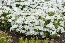 Ubiorek wiecznie zielony Weisser Zwerg Iberis Sempervirens