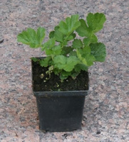 Kuklik Mango Lassi Geum hybrida