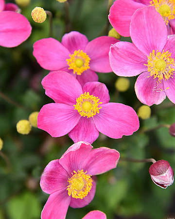 Zawilec Little Summer Breeze Anemone Hybrida 9