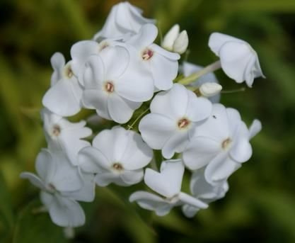 Floks, Płomyk David Phlox Paniculata