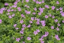 Bodziszek oksfordzki Rose Clair Geranium x oxonianum