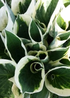 Funkia Minuteman Hosta 1l