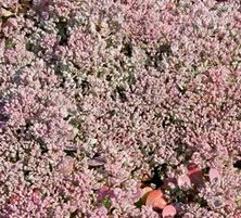 Rozchodnik naskalny Lidakense Sedum cauticolum 9
