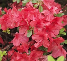 Azalia japońska Orange Beauty Azalea japonicum 1l