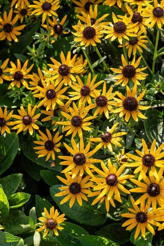 Rudbekia Błyskotliwa Sun Ka Ching Rudbeckia Fulgida