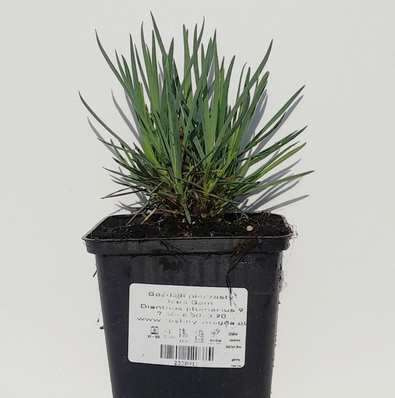 Goździk pierzasty Iced Gem Dianthus plumarius 9 