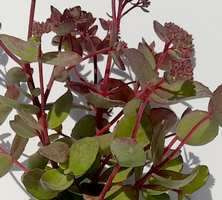 Rozchodnik wielki Red Cauli Sedum telephium Sedum telephium 9