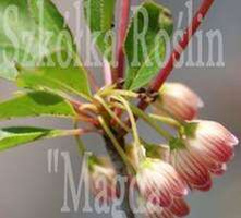 Enkiant Dzwonkowaty Enkianthus campanulatus 0,5 - 1l