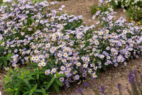Aster letni Kalimeris wciętolistna 'Blue Star Kalimeris incisa