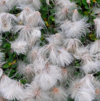 Dębik ośmiopłatkowy Dryas octopetala 1l