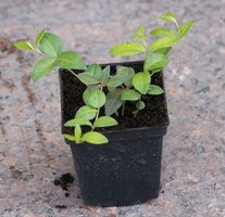Barwinek pospolity Multiplex Vinca Minor 9