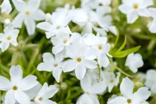 Floks Szydlasty White Delight Phlox subulata