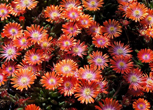 Delosperma Jewel of Desert Sunstone Delosperma cooperi 
