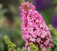Budleja Butterfly Candy Little Pink Buddleja davidii 1l