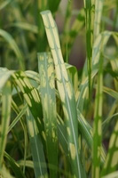 Miskant olbrzymi Alligator Miscanthus giganteus 1l