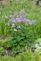 Rutewka Orlikolostna Black Stockings Thalictrum Aqulegiifolium